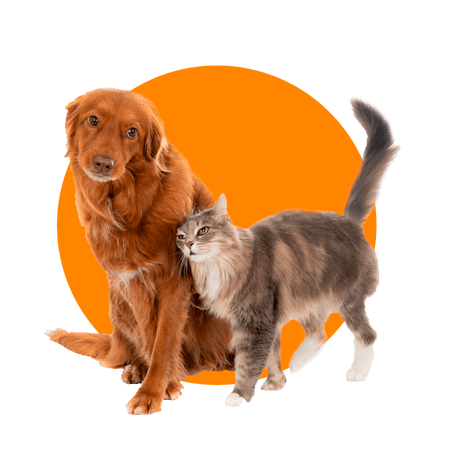 Pets