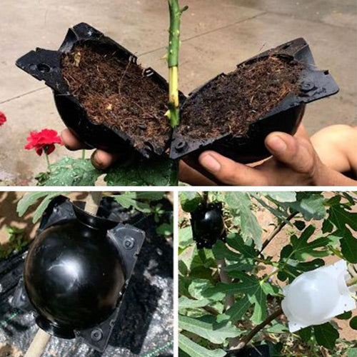 Rooting Box Kit for Plant Cloning - Alporquia