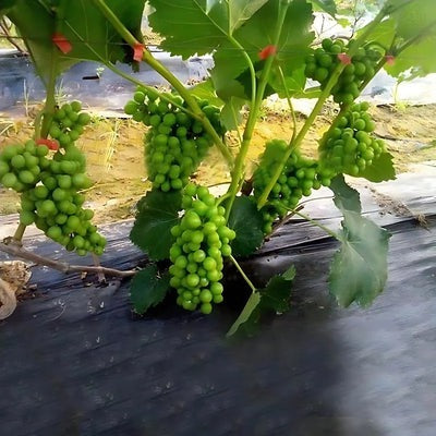 Gardening Plant Tying Machine - GardenGrip