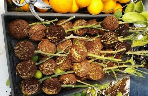 Rooting Box Kit for Plant Cloning - Alporquia